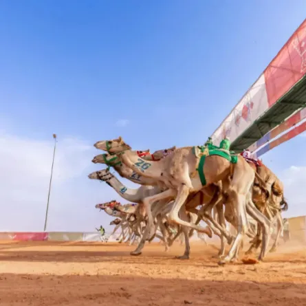 سباق الإبل- الصورة من واس