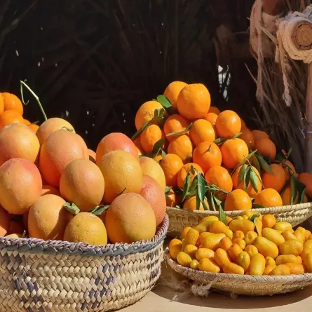 موسم الحمضيات