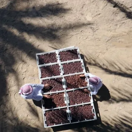  مهرجان العين للتمور. الصورة من wam