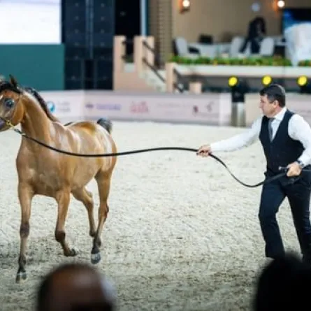 بطولة عجمان لجمال الخيل العربية الصورة من وام 
