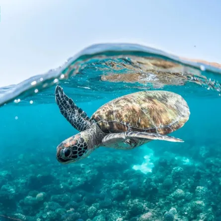 سلحفاة بحرية 