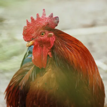 تفسير حلم رؤيا الديك في المنام