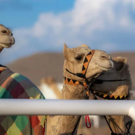 بمشاركة عالمية.. مهرجان خادم الحرمين للهجن ينطلق اليوم 