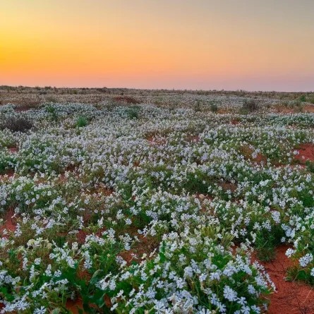 محمية الملك عبدالعزيز الملكية تحصد ثمار جهودها في حماية بيئتها الطبيعية وتنضم لـ "القائمة الخضراء" للاتحاد الدولي لحفظ الطبيعة - الصورة من واس