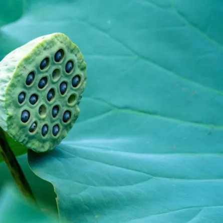 فوائد بذور زهرة اللوتس