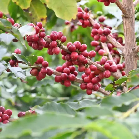 القهوة السعودية