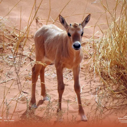 المها العربي