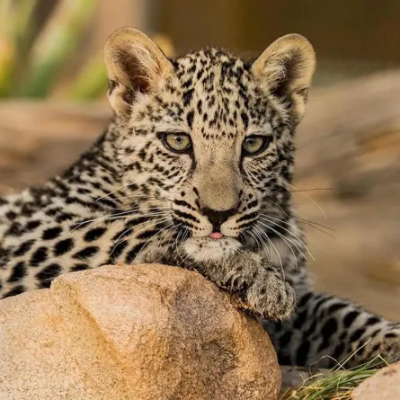 النمر العربي 