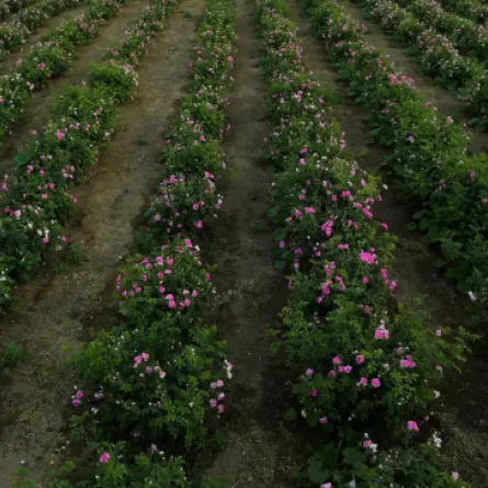 الورد الطائفي الصورة من واس