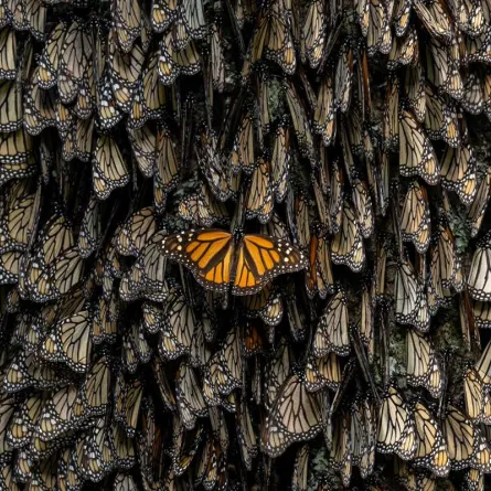 الفراشات الملكية انخفضت بنسبة 90% خلال الـ30 عاماً الماضية. الصورة من مكتب الشارقة الإعلامي