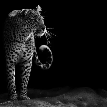 النمر العربي