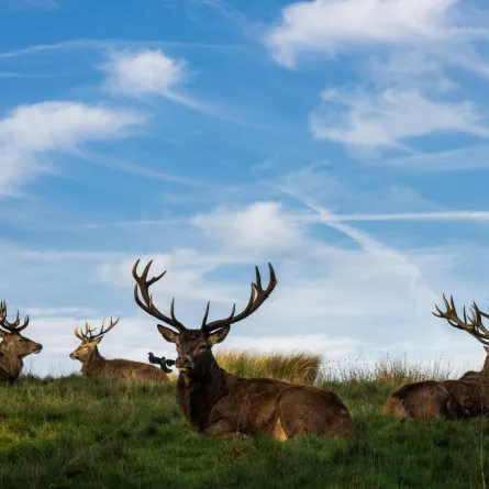 تفسير حلم رؤيا الحيوانات في المنام