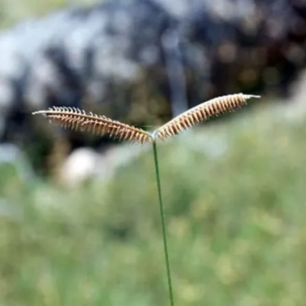  اكتشاف ثلاث نباتات جديدة في الإمارات. الصورة من wam