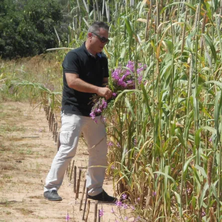  البروفيسور سليم الببيلي