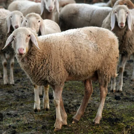 تفسير حلم رؤيا قطيع الغنم في المنام