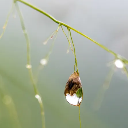 باحثو كاوست يقدمون حلولاً مصممة خصيصاً لتحلية المياه لمواجهة تحديات الزراعة في المملكة العربية السعودية - الصورة من موقع كاوست