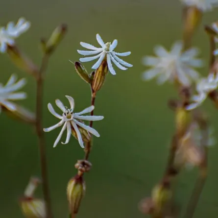 سيلين العربية.. نبتة نادرة تزين منطقة الحدود الشمالية - الصورة من واس