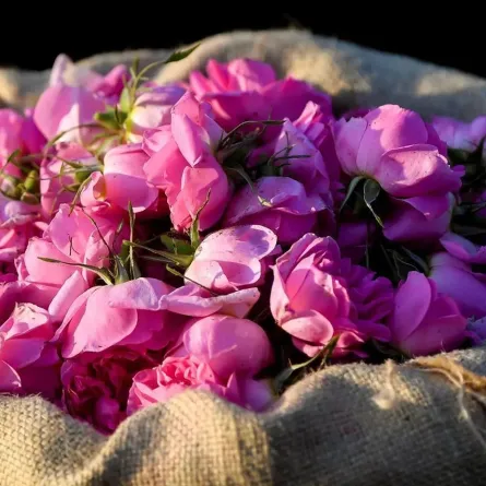 إنتاج تولة الورد الطائفي - الصورة من واس