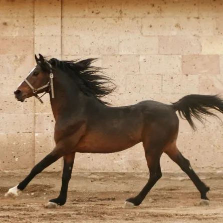 الخيول العربية- صورة تعبيرية- مصدر الصورة:  unsplash by selcuk-ulutas