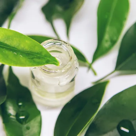 زيت شجرة الشاي