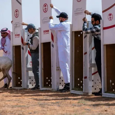 إطلاق 25 كائنًا مهددًا بالانقراض - الصورة من واس