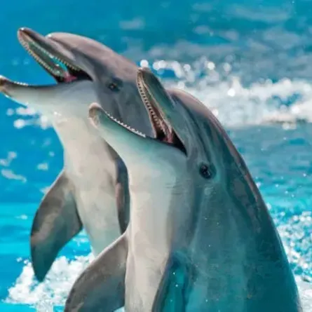 بواسطة الذكاء الاصطناعي.. جوجل تسمح للبشر بالتحدث مع الدلافين وترجمة لغتها