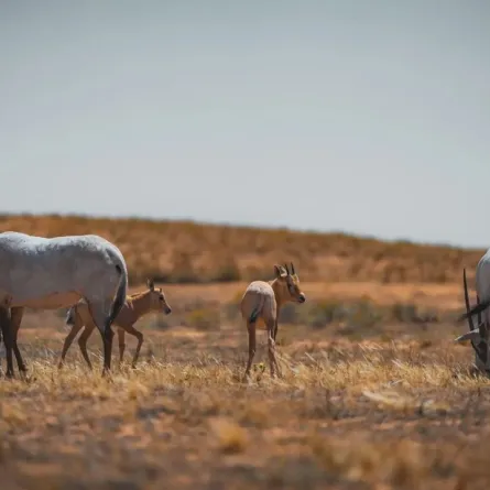 المها العربي يعد من الأنواع المعرّضة للانقراض، ويصنف ضمن عائلة البقريات