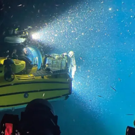  أنظمة بيئية مقاومة في مناطق منخفضة الأوكسجين ضمن شعاب البحر الأحمر المرجانية