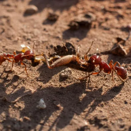 وجد الباحثون الأحفورة الاستثنائية محفوظة في صخور من الحجر الجيري ضمن تشكيل "كراتو" الشهير شمال شرقي البرازيل