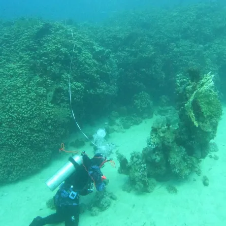 الشعاب المرجانية