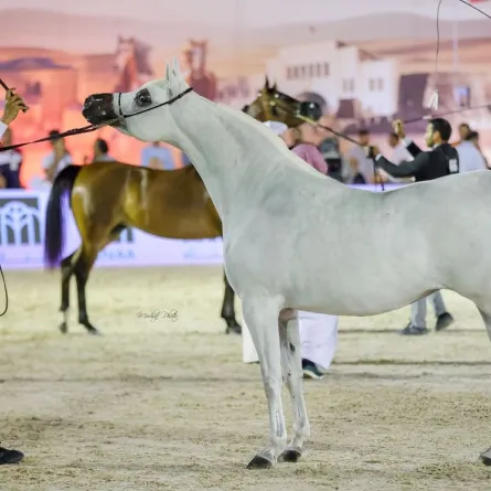 الجولة الثانية لبطولة كأس الإمارات العالمي لجمال الخيل العربية. الصورة من wam