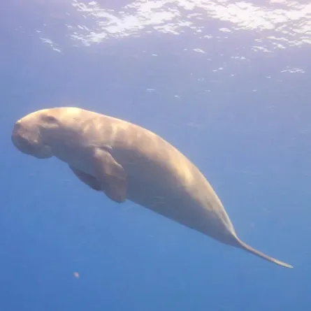 "الأطوم" رمز بيئي تحتضنه المملكة بحماية صارمة خلال أسبوع البيئة 2025 - الصورة من واس