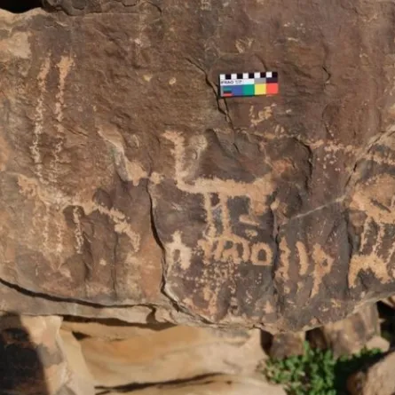 اكتشاف نقوش ورسوم صخرية في محمية الملك عبدالعزيز الملكية - الصورة من واس