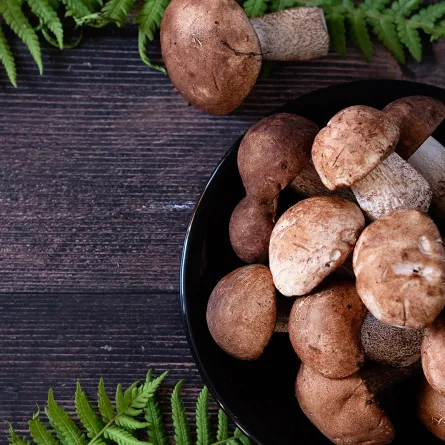 مكملات الفطر سندٌ فعّال للصحة