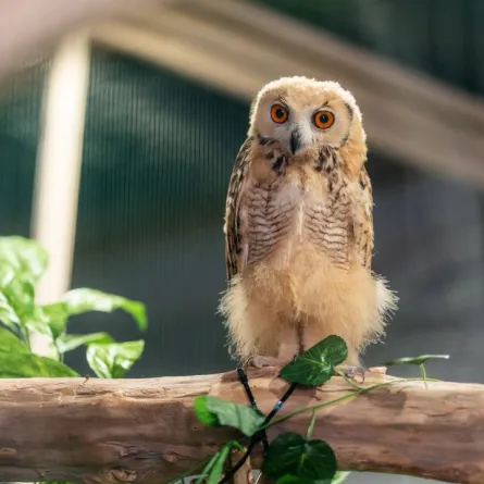 تمثل زيارة كهف الطيور والزواحف بموسم جدة تجربة فريدة تجمع بين سحر وتنوع الحياة البرية في بيئة ترفيهية