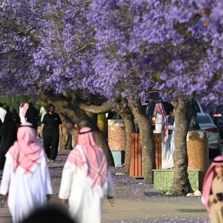 تُعد أشجار الجاكرندا من أبرز معالم الجمال الموسمي في أبها
