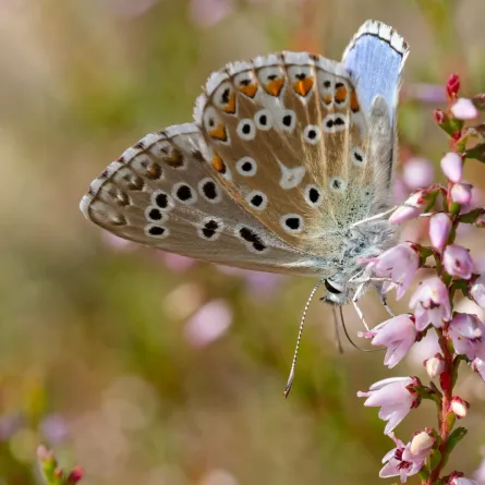 تفسير حلم رؤيا الفراشة في المنام