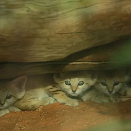 مواليد جدد من قط الرمال العربي . الصورة من wam