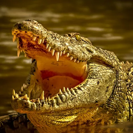 تفسير حلم رؤيا تمساح في المنام  