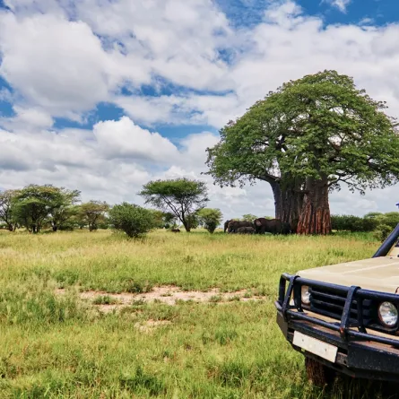 رحلات السفاري ممتعة