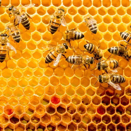 تفسير حلم النحل