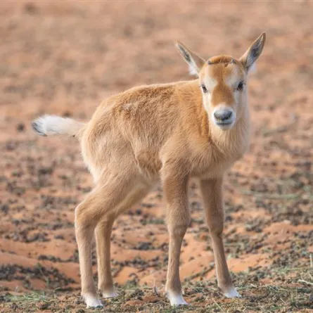 أمل يتجدد..  23 ولادة جديدة للمها العربي وغزال الريم في محمية الملك خالد الملكية - الصورة من موقع هيئة تطويـر محميـة الإمـام عبدالعزيـز بـن محمـد الملكية 