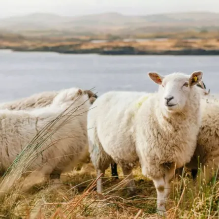 مشروع السعودية للإفادة من الهدي والأضاحي يُعلن جاهزيته التشغيلية لموسم الحج