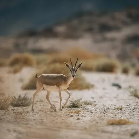 المها العربي 