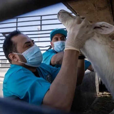 الفرق المتخصصة تواصل أعمالها بشكل يومي في حظائر الموردين وأسواق النفع العام