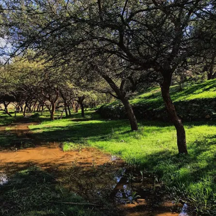 مبادرات سعودية للتشجير وتعزيز الغطاء النباتي