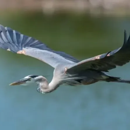 رحلة استثنائية.. طائر أسترالي يُحلق لمدة 38 ساعة بلا توقف