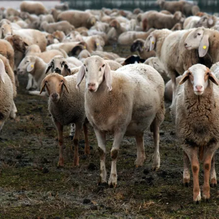 تفسير حلم رؤيا الغنم في المنام