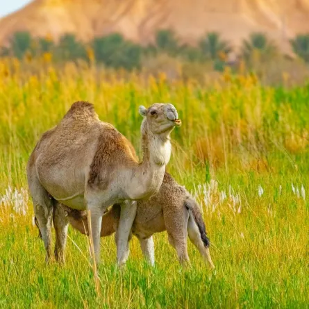 اليوم العالمي للإبل - المصدر: pexels-waleed-kerouila