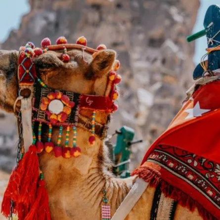 جمل يتباهي بزينته 